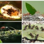 Ползите и вредата от мравките