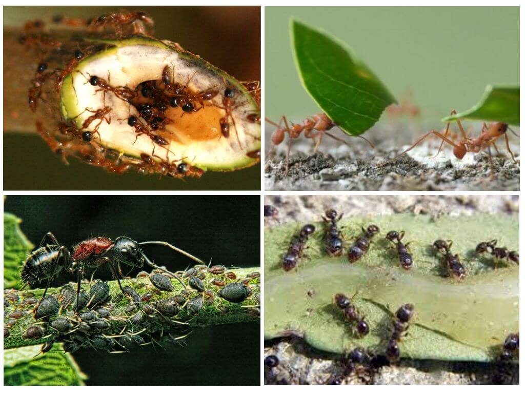 Ползите и вредата от мравките