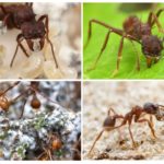 Животът на резачките на мравките