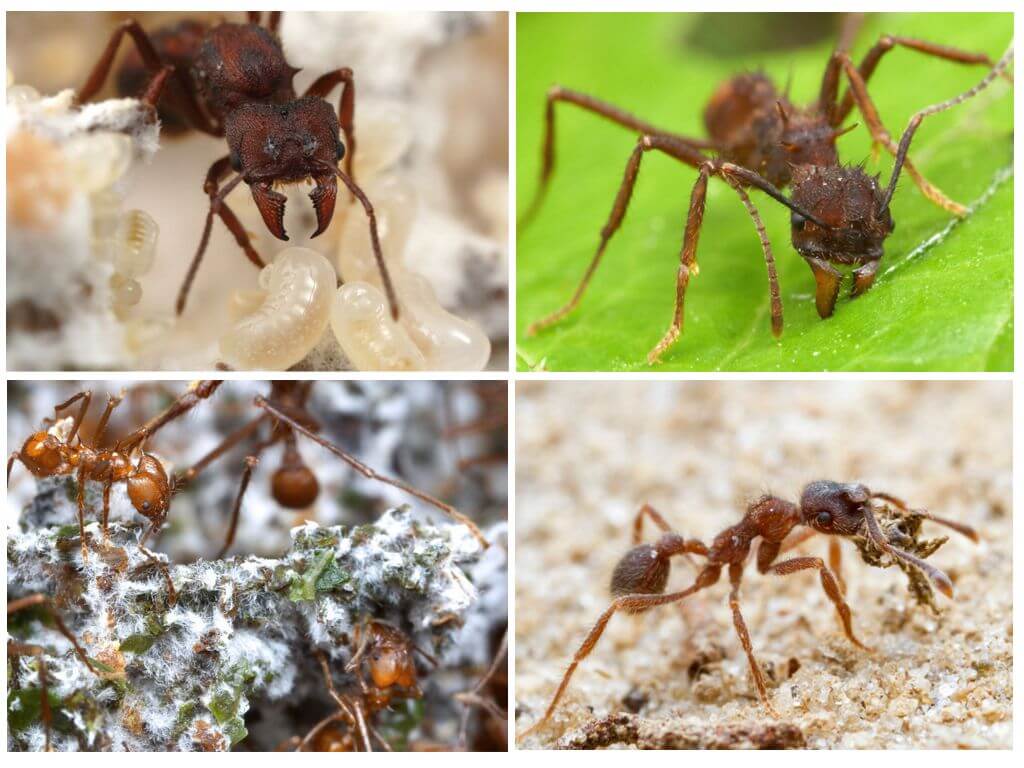 Животът на резачките на мравките