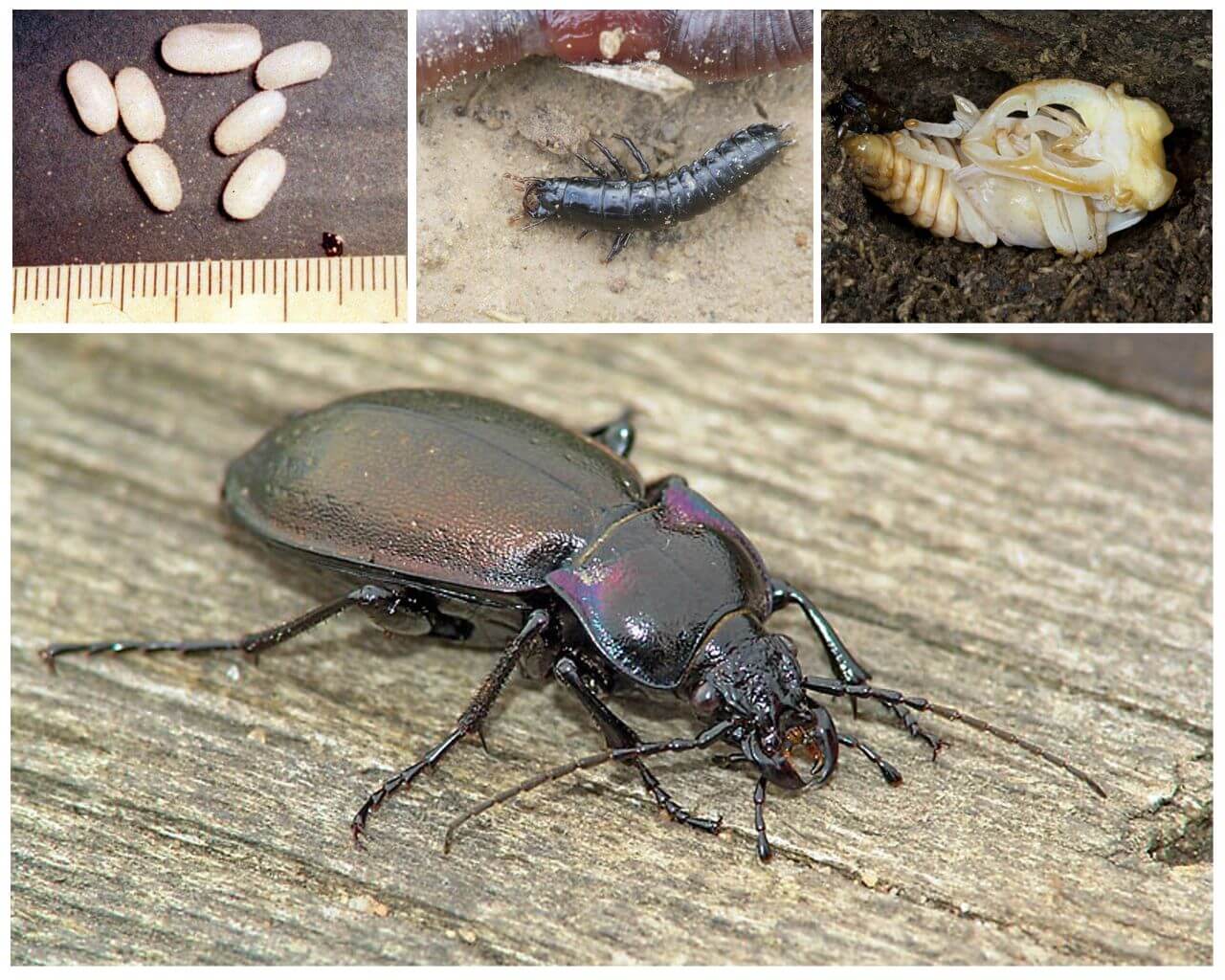 Възпроизвеждане и развитие на бръмбар