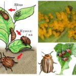Цикъл на живот на бръмбар от картофени колорадо