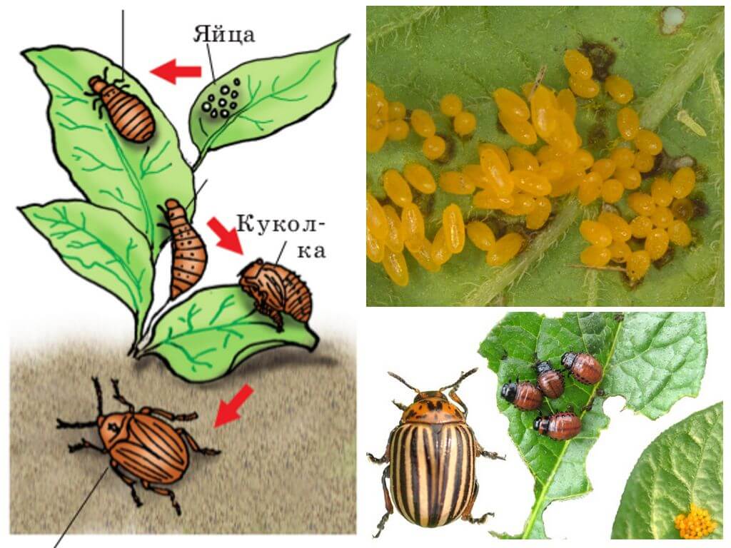 Цикъл на живот на бръмбар от картофени колорадо