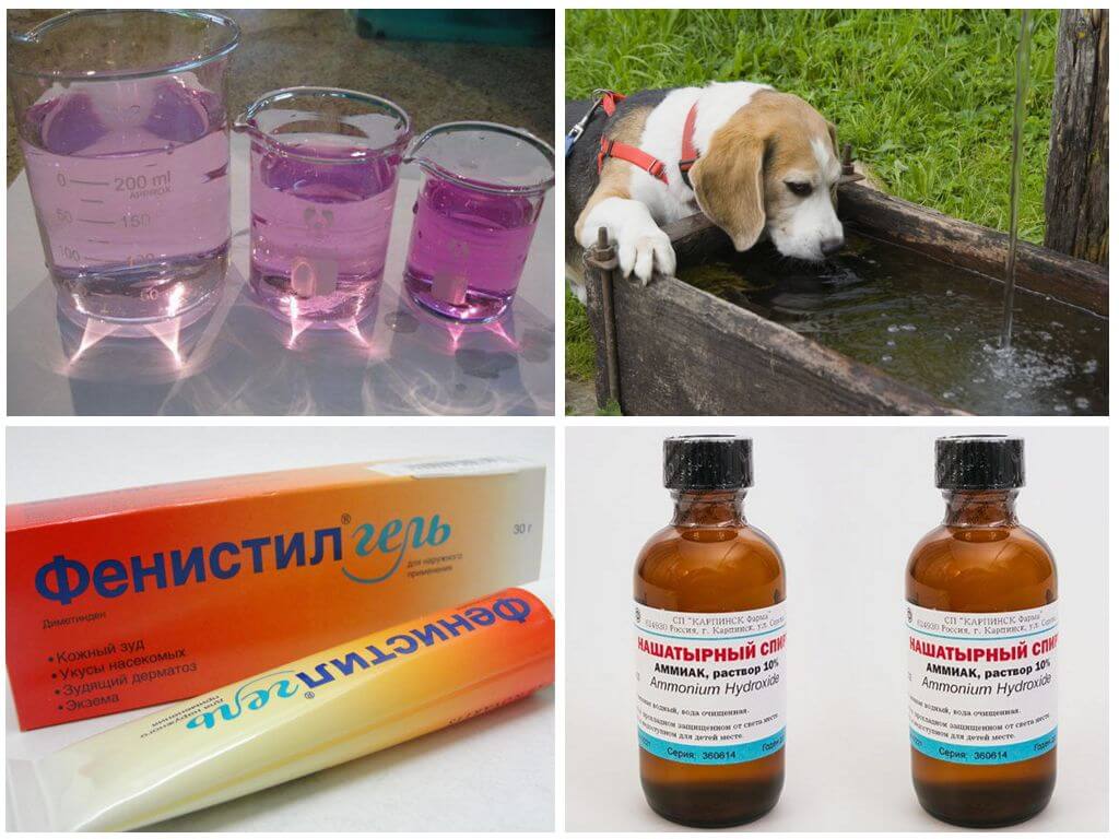 Что можно собаке обезболивающее. Антибиотики для собак при укусах собак. Лекарство от укуса клеща для собак. Антибиотик для собак. Антибиотики для собак от укуса клещей.