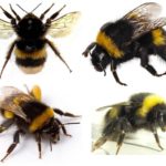 Появата на пчела