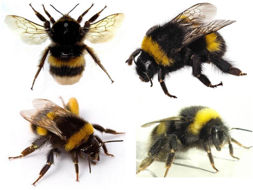 Появата на пчела