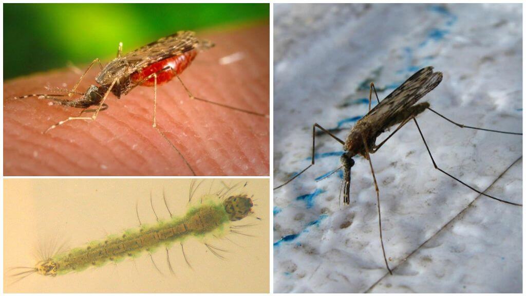 Малария комари