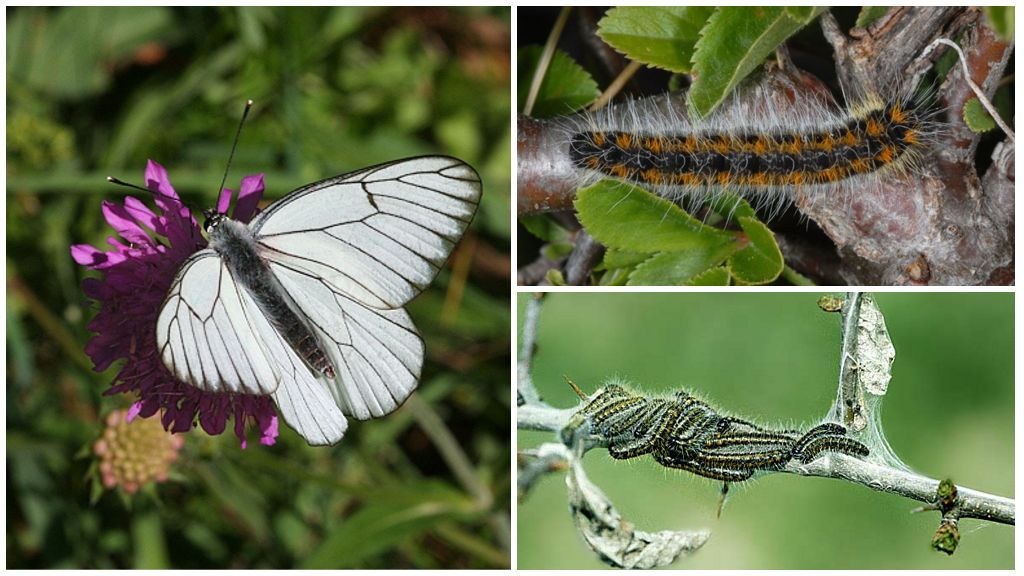 Caterpillar и пеперуда