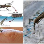 Цикъл на размножаване на комара Anopheles