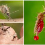 Кръвна група и комари