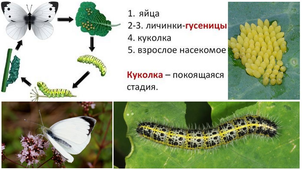 Цикъл за развитие на купата на пеперудите