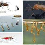 Размножаване на комари