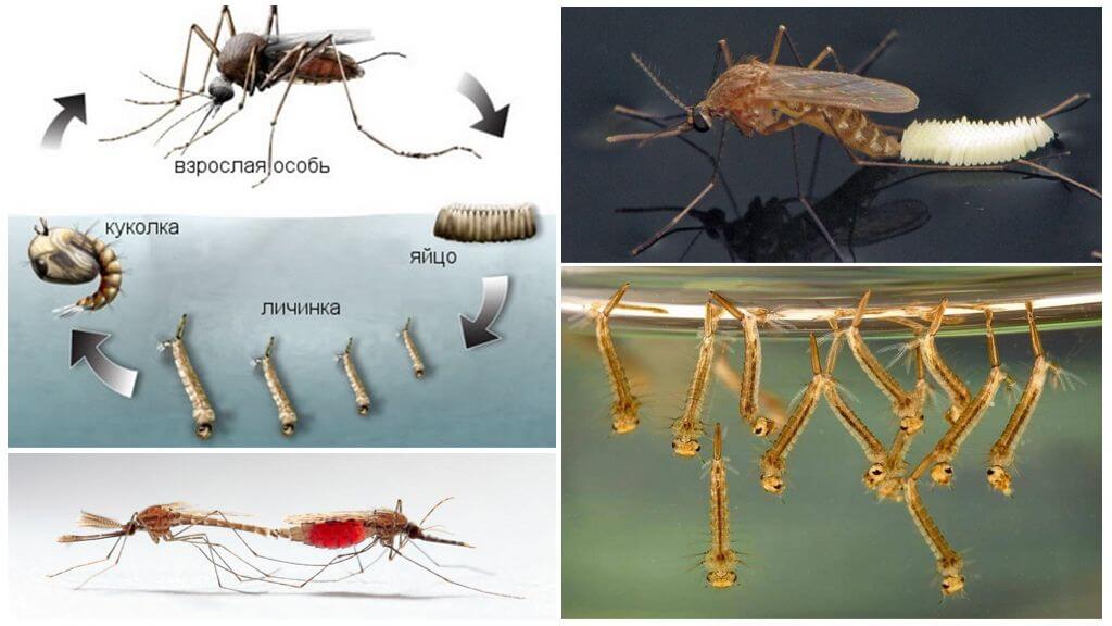 Размножаване на комари