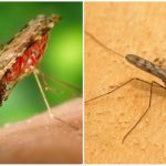 Комар на маларията