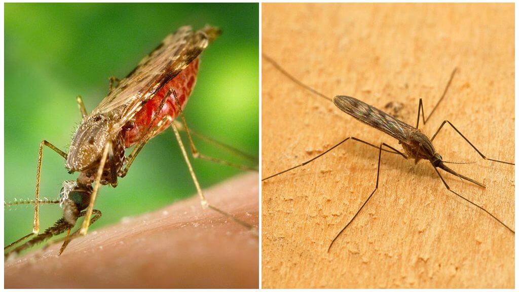 Комар на маларията