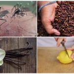 Методи за отблъскване на насекоми