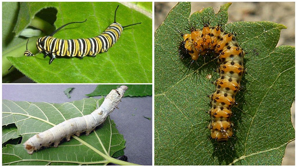 Хранене на Caterpillar
