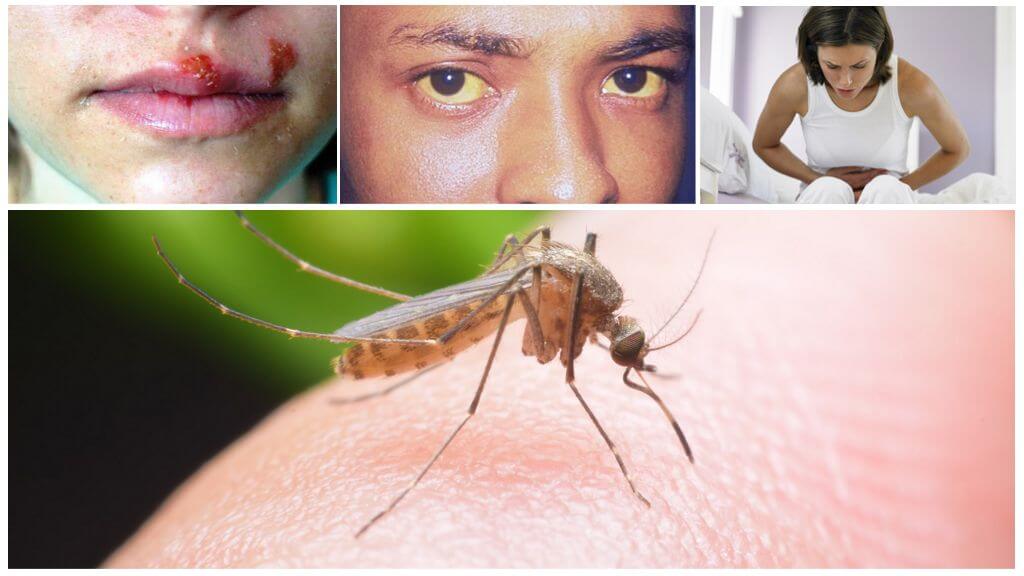 Възможни ефекти от ухапване от комари