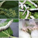 Гъсеници от копринени буби