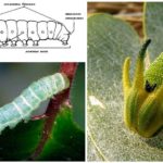 Конструкция на Caterpillar