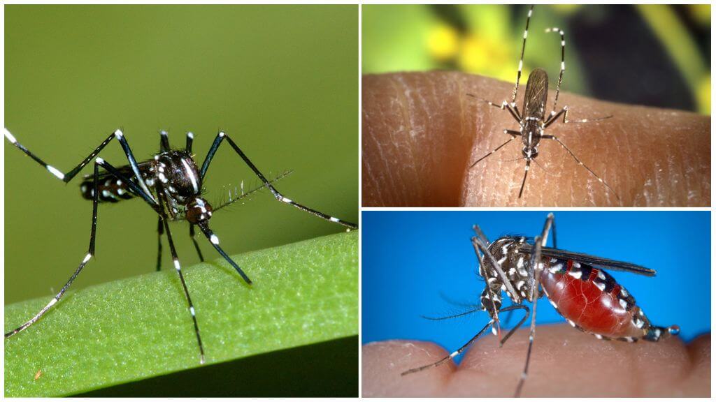 Представители на вида Aedes (kusaki)
