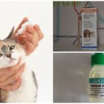 Капки за котки с оддектоза