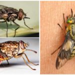 Хематофагите мухи